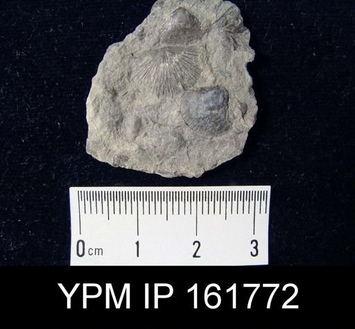 Schuchertella subplana
