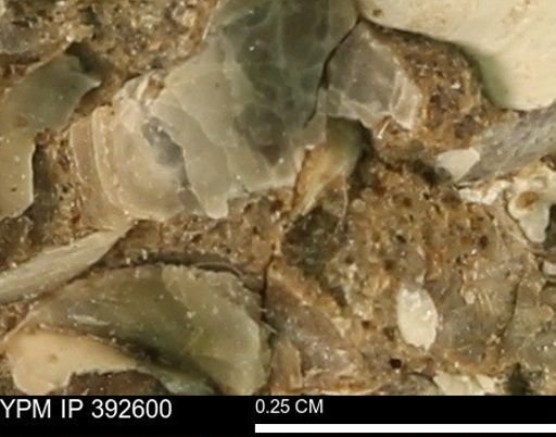 undet. Mollusca