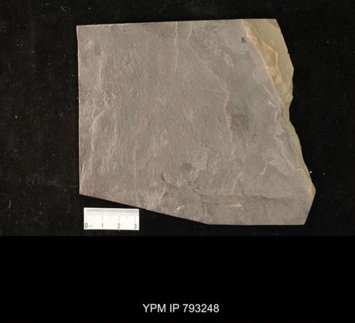 Mormolucoides articulatus