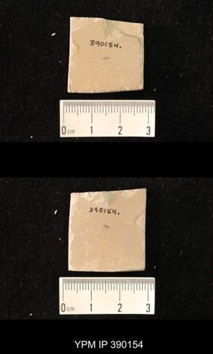 undet. Diptera
