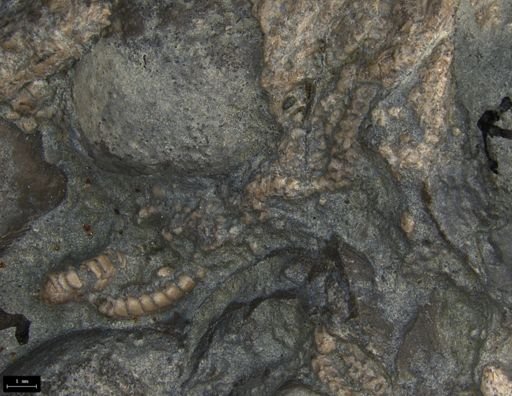Aplocoma damesii