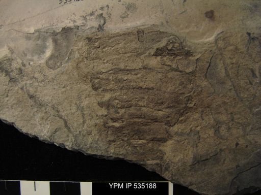 undet. Eurypterida
