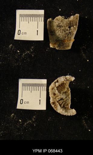 Streptelasma hoskinsoni