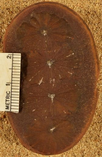 Annularia sphenophylloides