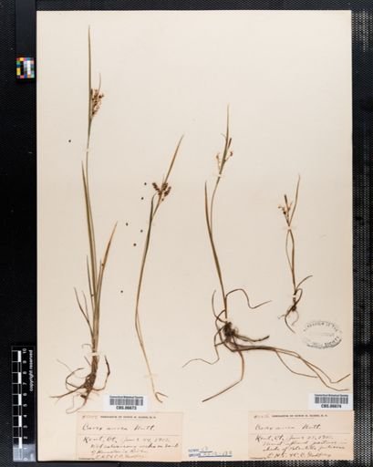 Carex aurea