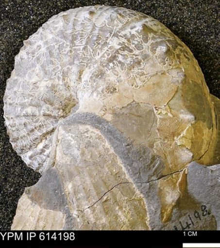 Acanthoscaphites nodosus crassus