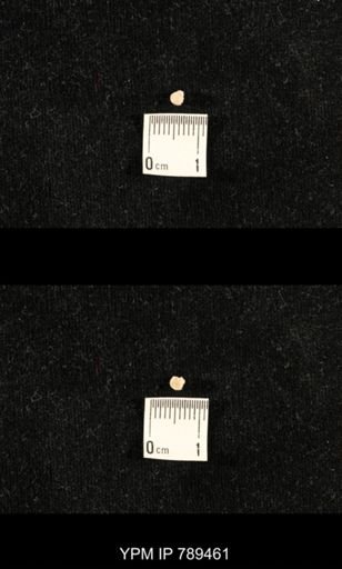 undet. Bryozoa