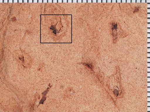 undet. Insecta