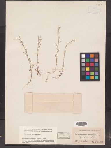 Cardamine parviflora var. arenicola