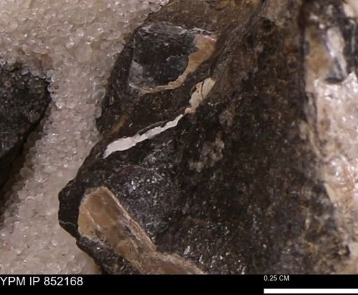 undet. Bivalvia