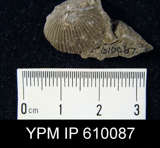 Schuchertella chemungensis perversa