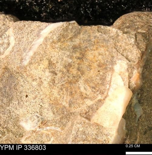 undet. Mollusca