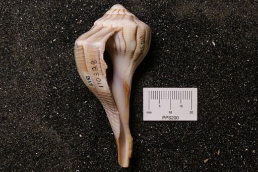 Sinistrofulgur perversum