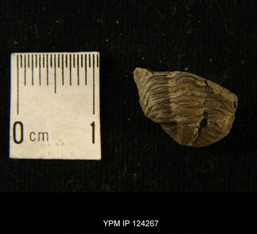 Phacops rana