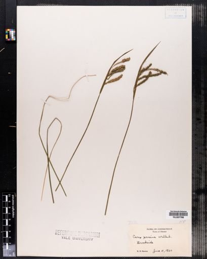 Carex prasina