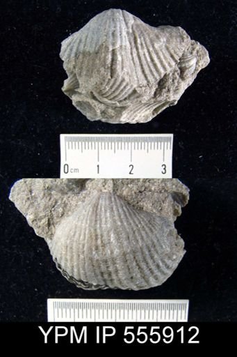 Spirifer keokuk