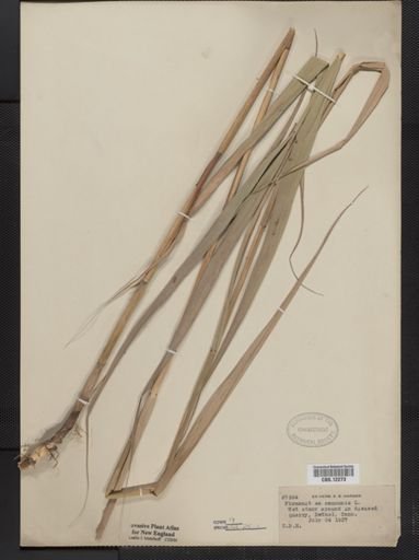 Phragmites communis
