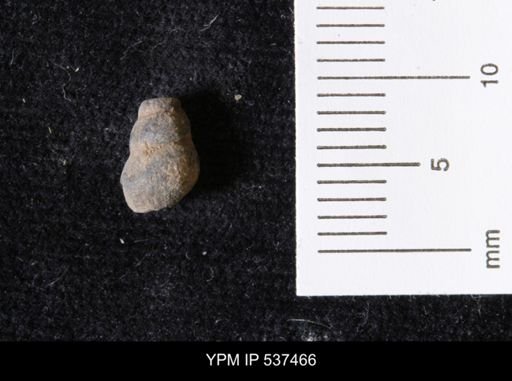 Goniobasis ortmanni
