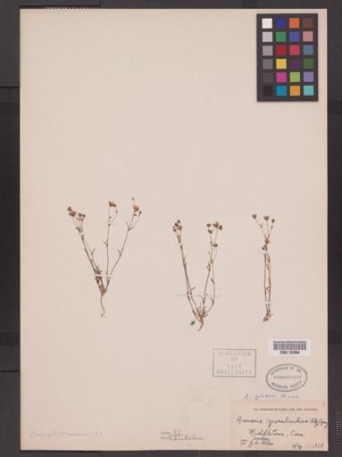 Arenaria glabra