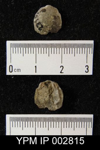 undet. Orthida