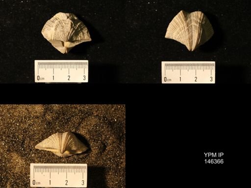 Spirifer cameratus