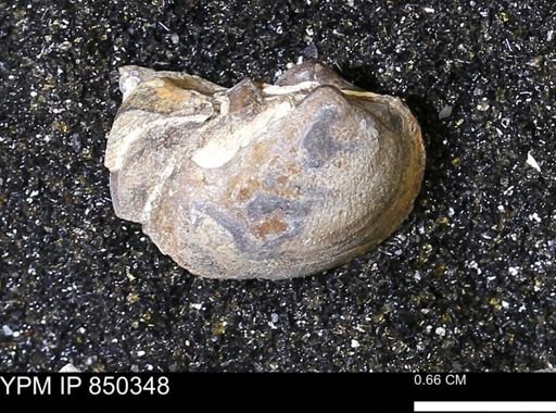 Limopsis striatopunctatus