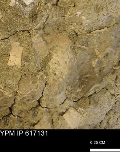 undet. Mollusca