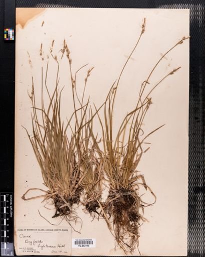 Carex