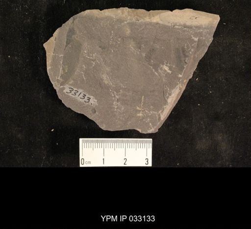 Mormolucoides articulatus