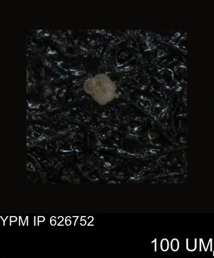 undet. Foraminiferida
