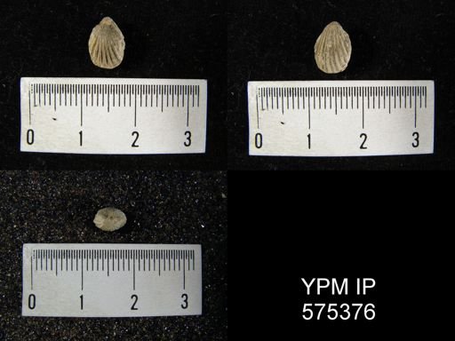 Hustedia sp.