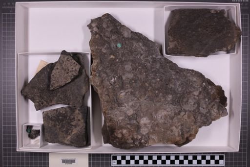 mixed taxa, stratigraphic collection