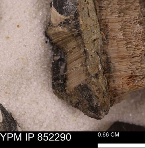 undet. Inoceramidae