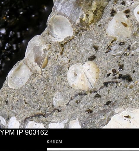 Corbulamella sp.