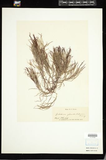Gelidium glandulaefolium
