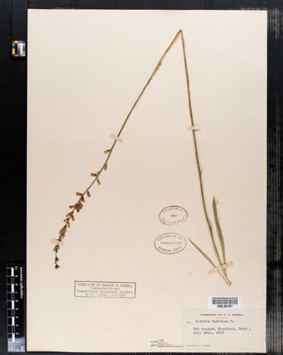 Aletris farinosa