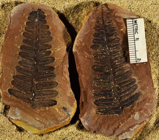 Pecopteris sp.