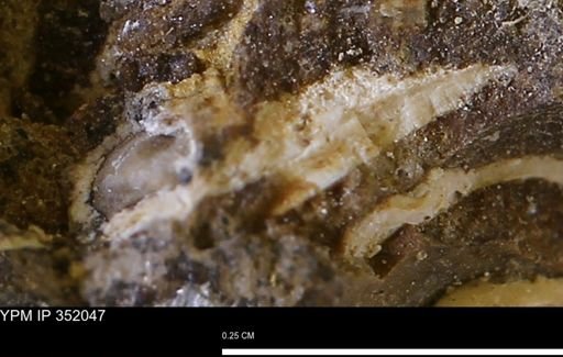 undet. Mollusca
