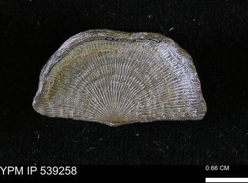 Leptaena rhomboidalis