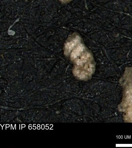 Ammobaculites obliquus