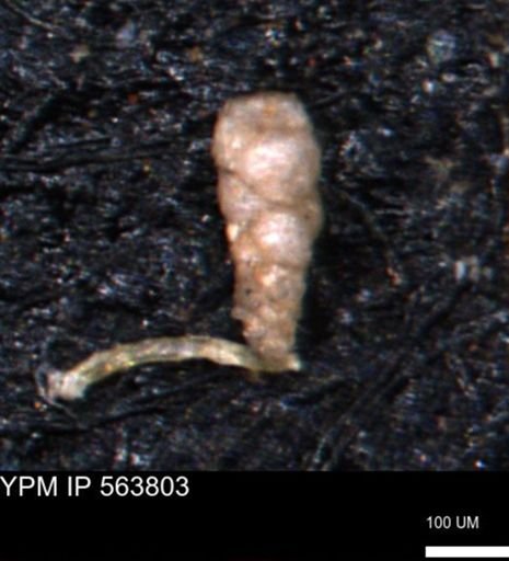 Verneuilinoides kansasensis