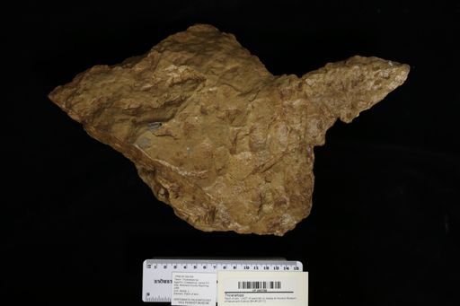Triceratops