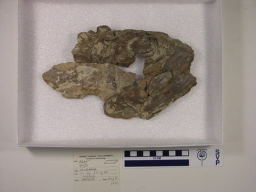 Ichthyodectes ctenodon