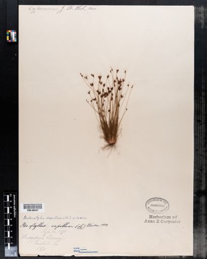 Bulbostylis capillaris