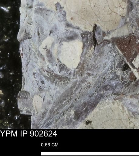 undet. Bivalvia