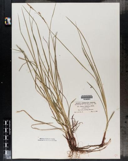 Carex tetanica