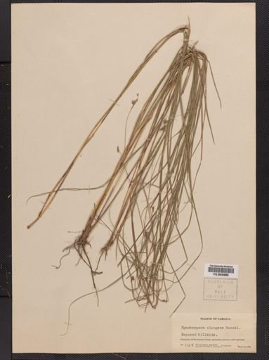 Rhynchospora