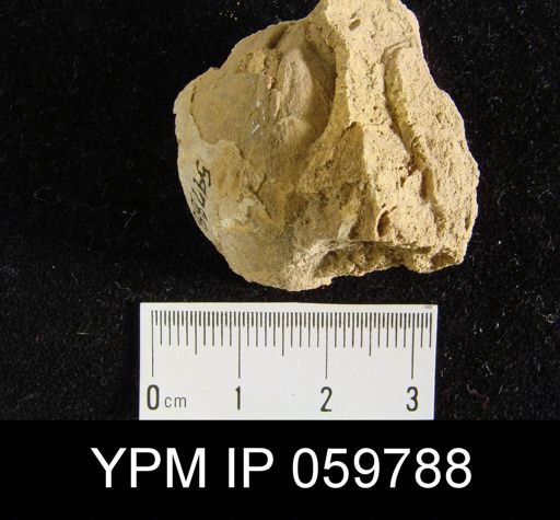 Meristella lata