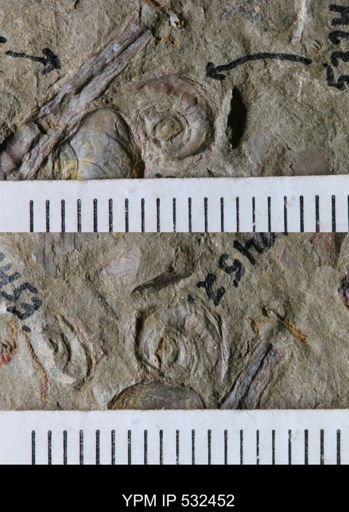 undet. Gastropoda