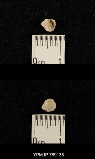 undet. Brachiopoda